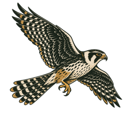 Falcão-de-coleira